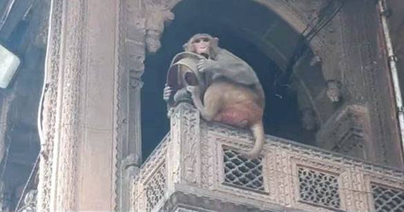 मथुरा/वृंदावन: डीएम साहब के चश्मे के बाद अब दरोगा जी की कैप ले गया बंदर