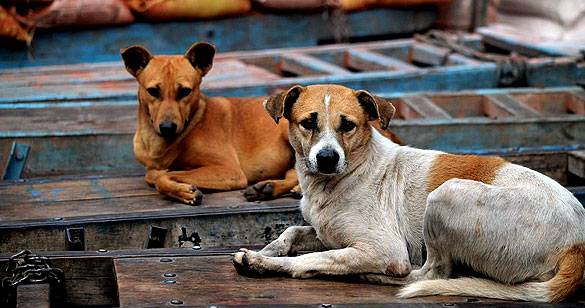 केरल: पांच साल में 10 लाख लोगों को कुत्तों ने काटा, अब सुप्रीम कोर्ट करेगा सुनवाई