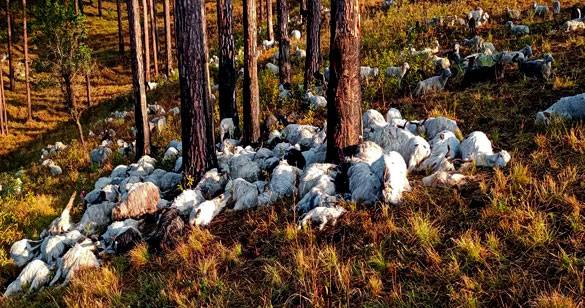 उत्तराखंड में आकाशीय बिजली गिरने से सैकड़ो बकरियों की मौत, लाशों के ढेर में मेमने तलाशते रहें अपनी मां