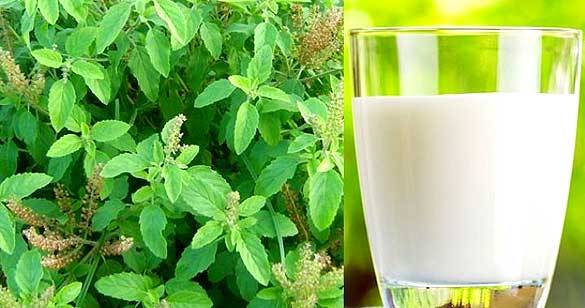 दूध में तुलसी की पत्तियों को उबालकर पीने से मिल सकती है कई बीमारियों से निज़ात –