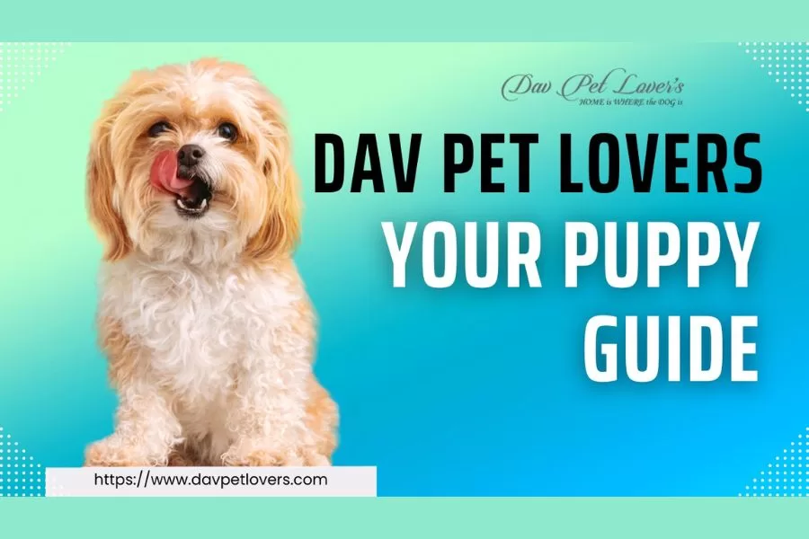 “Dav Pet Lovers: Your Trusted Source for Quality Puppies for Sale”