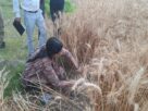 Viral video: जब हाथ में हसिया लेकर खेत में गेहूं की फसल काटने पहुंची डीएम कृतिका शर्मा