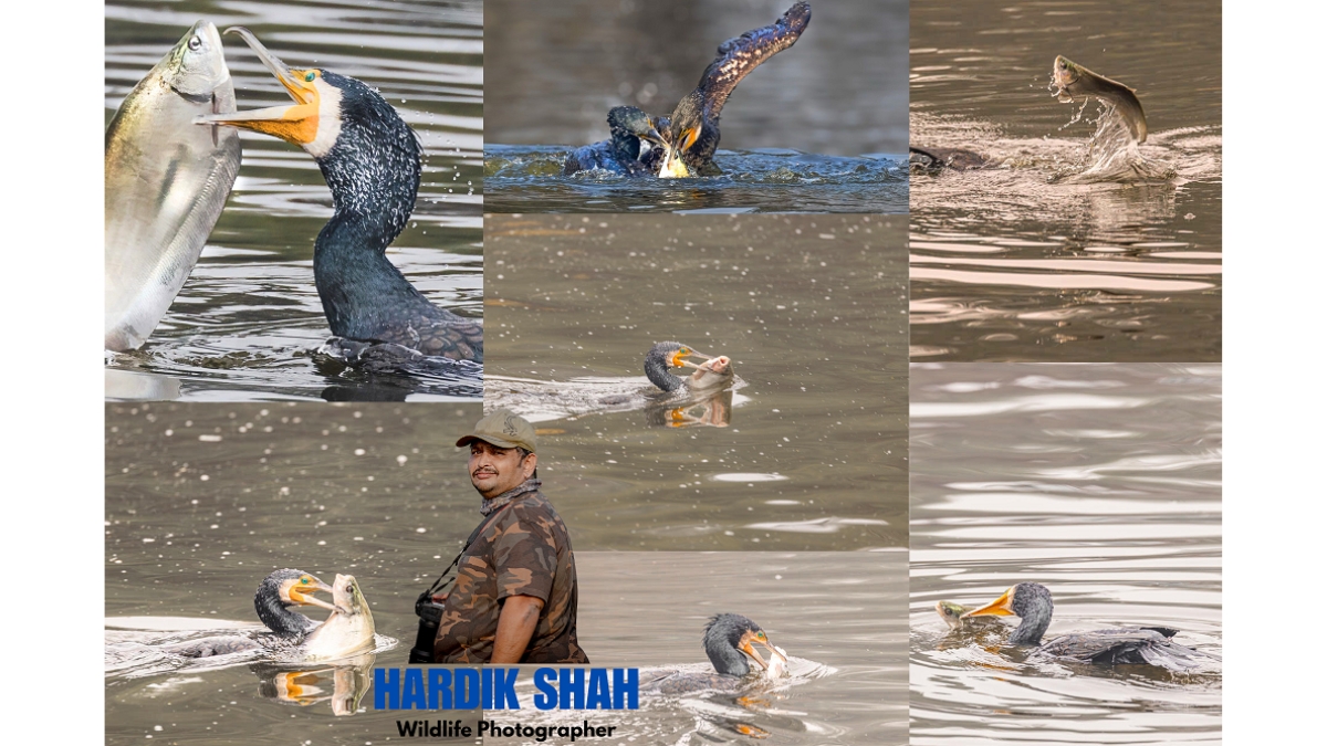 Bombay-based Wildlife Photographer Hardik Shah Captures Majestic Cormorant in Keoladeo Bird Sanctuary